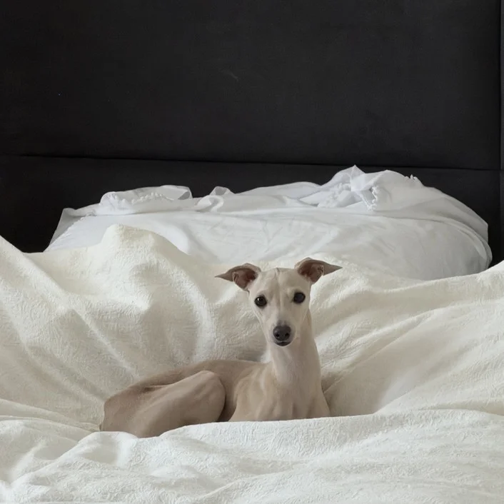 Killian, a whippet, curled up on a white bed